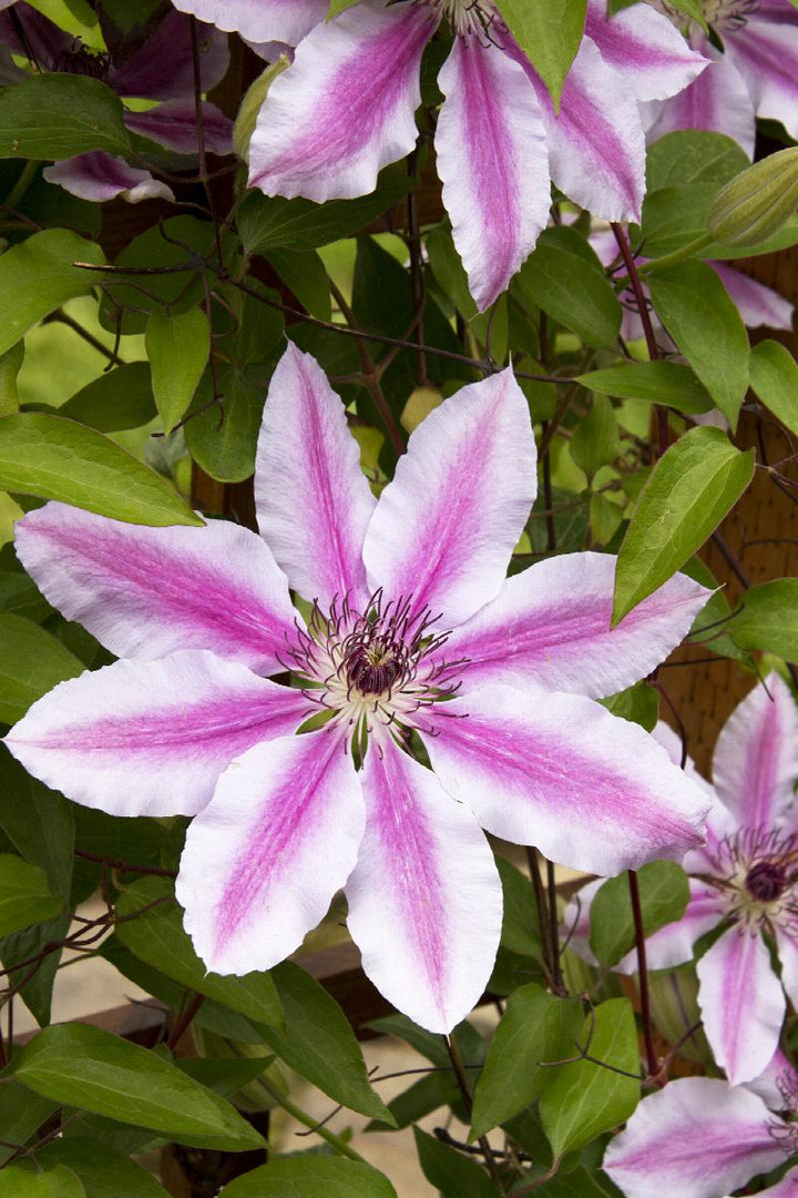 Clematis x 'Nelly Moser'