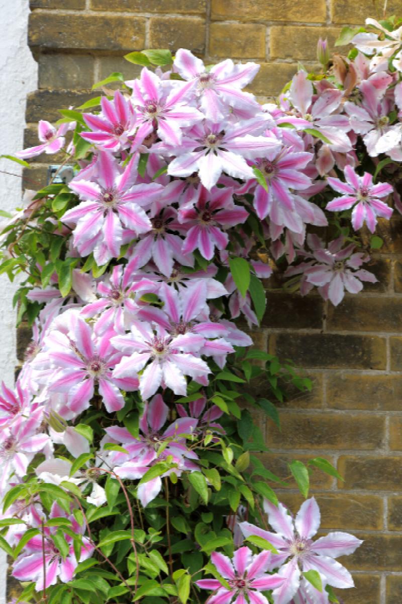 Clematis x 'Nelly Moser'