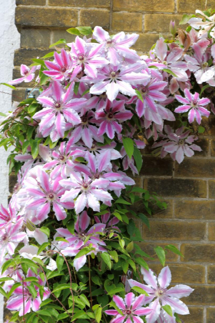 Clematis x 'Nelly Moser'