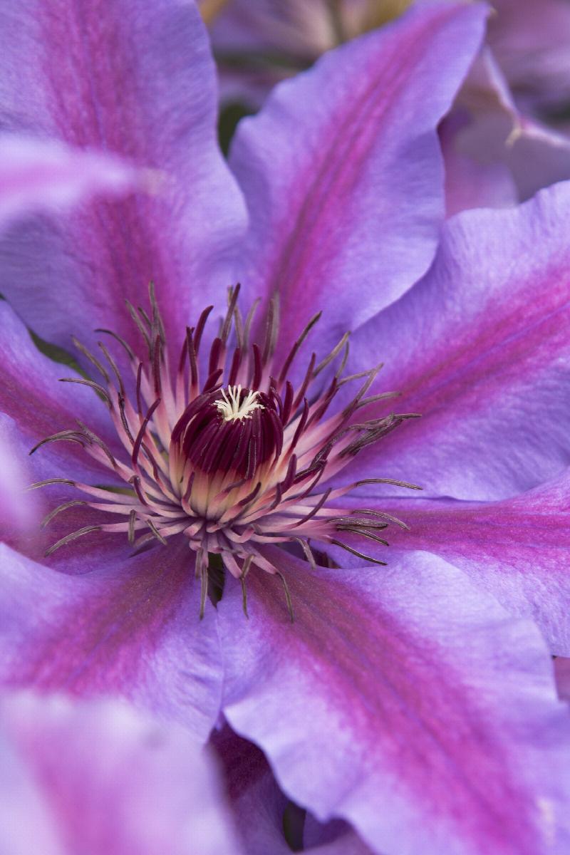 Clematis 'Starry Nights'