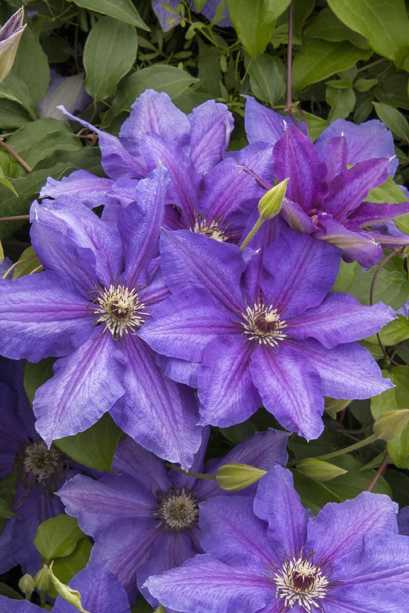 Clematis 'Starry Nights'