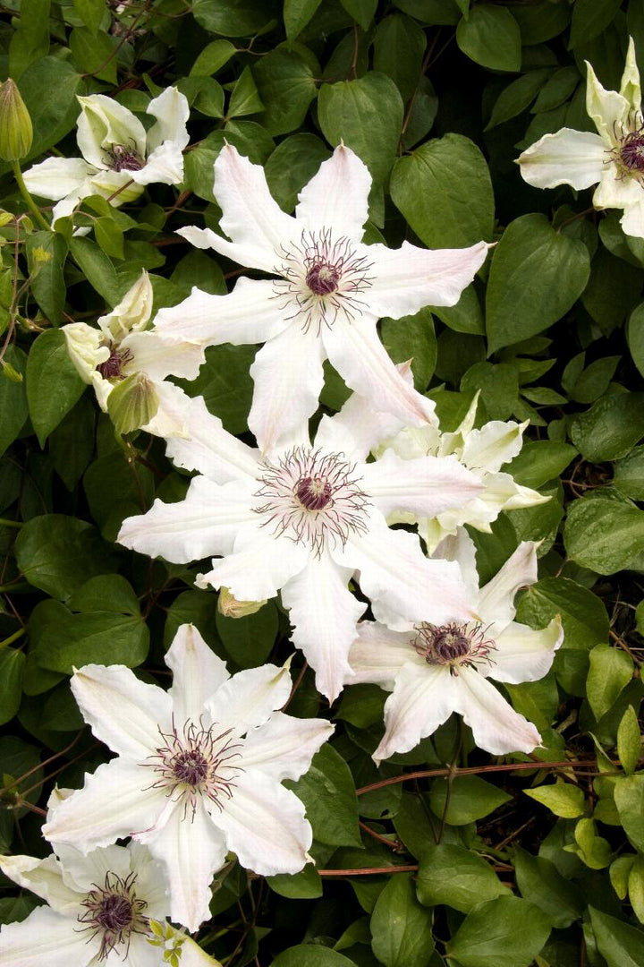 Clematis x 'Fragrant Star'