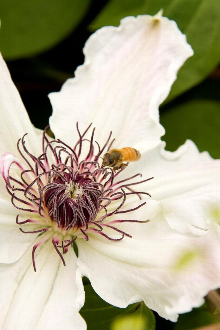 Clematis x 'Fragrant Star'