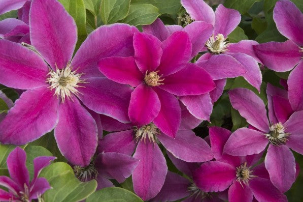 Boulevard®  Clematis Vine