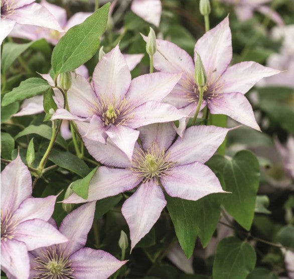Boulevard®  Clematis Vine