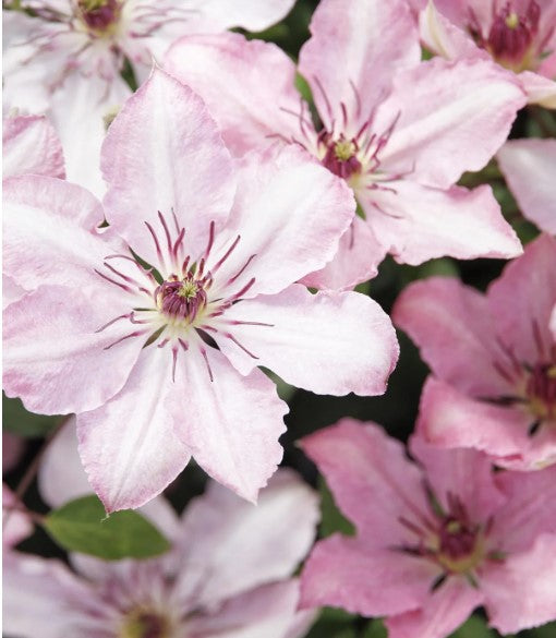 Boulevard®  Clematis Vine