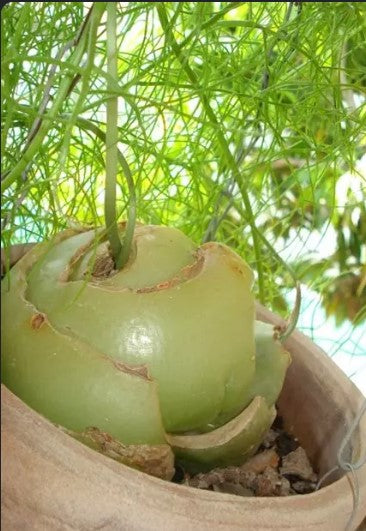 Climbing Onion
