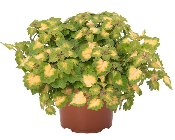 Coleus Great Falls® Yosemite