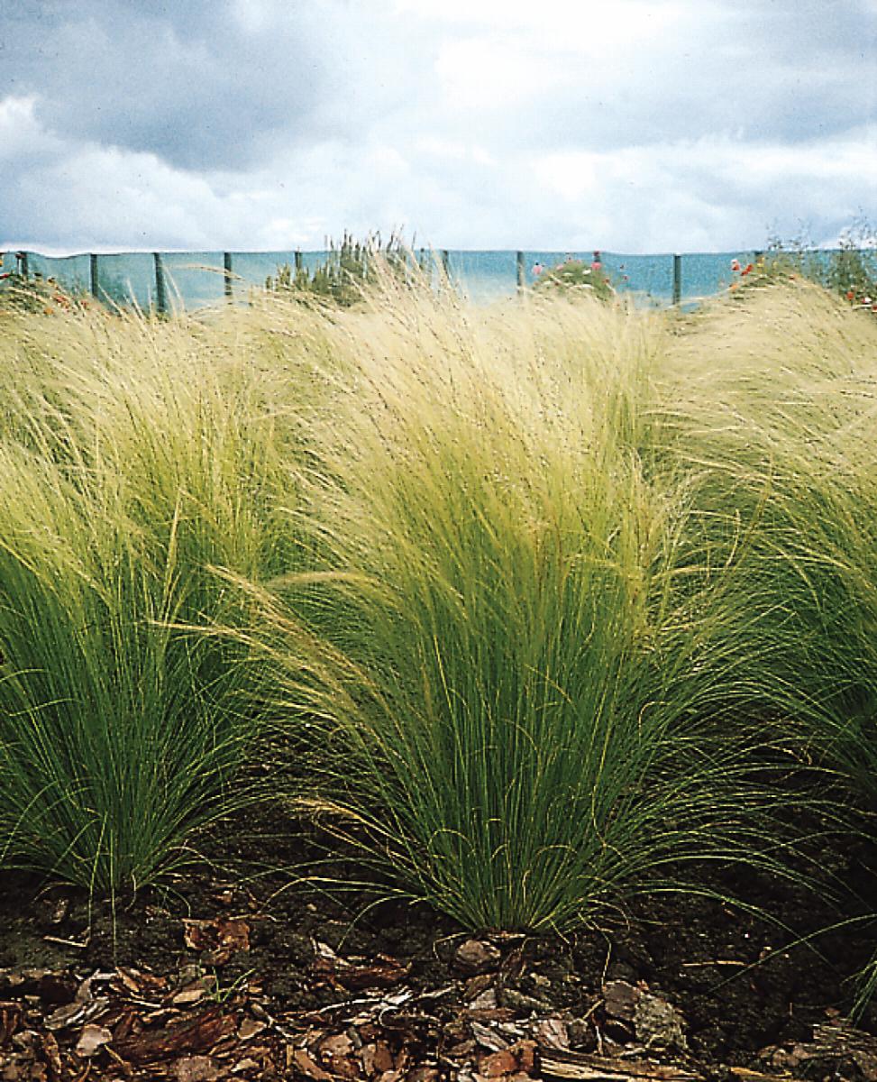 ColorGrass® Pony Tails Mexican Feather Grass