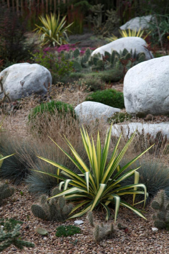 ★☆★yucc★☆★ Color Guard Yucca - Monrovia – Pike Nursery
