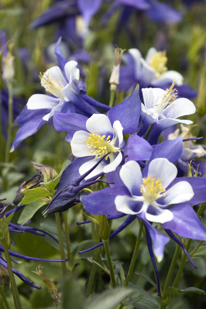 Kirigami™ Deep Blue & White Columbine