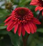 6" Grand Prairie Echinacea