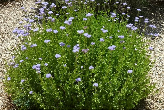 Conoclinium greggii 'Obsession'