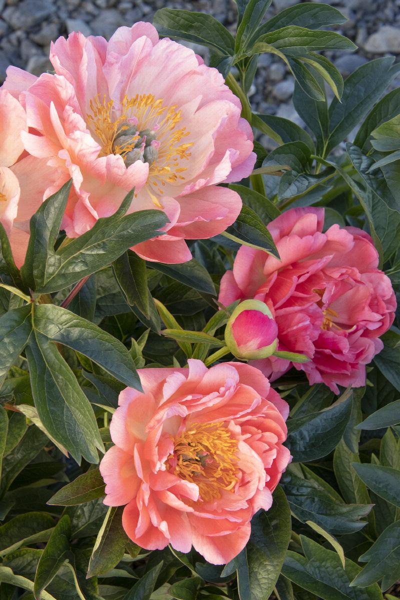 Coral Charm Peony