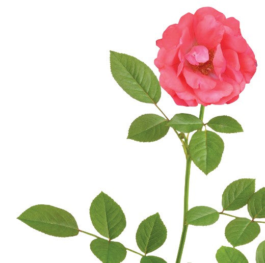 Drift - Rosa Drift® Rose
