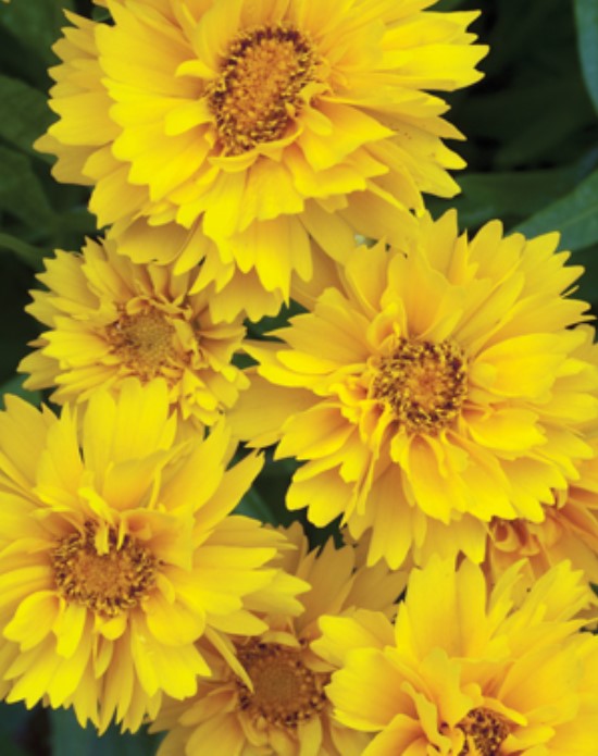Coreopsis 'Early Sunrise'