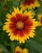 Coreopsis 'Early Sunrise'