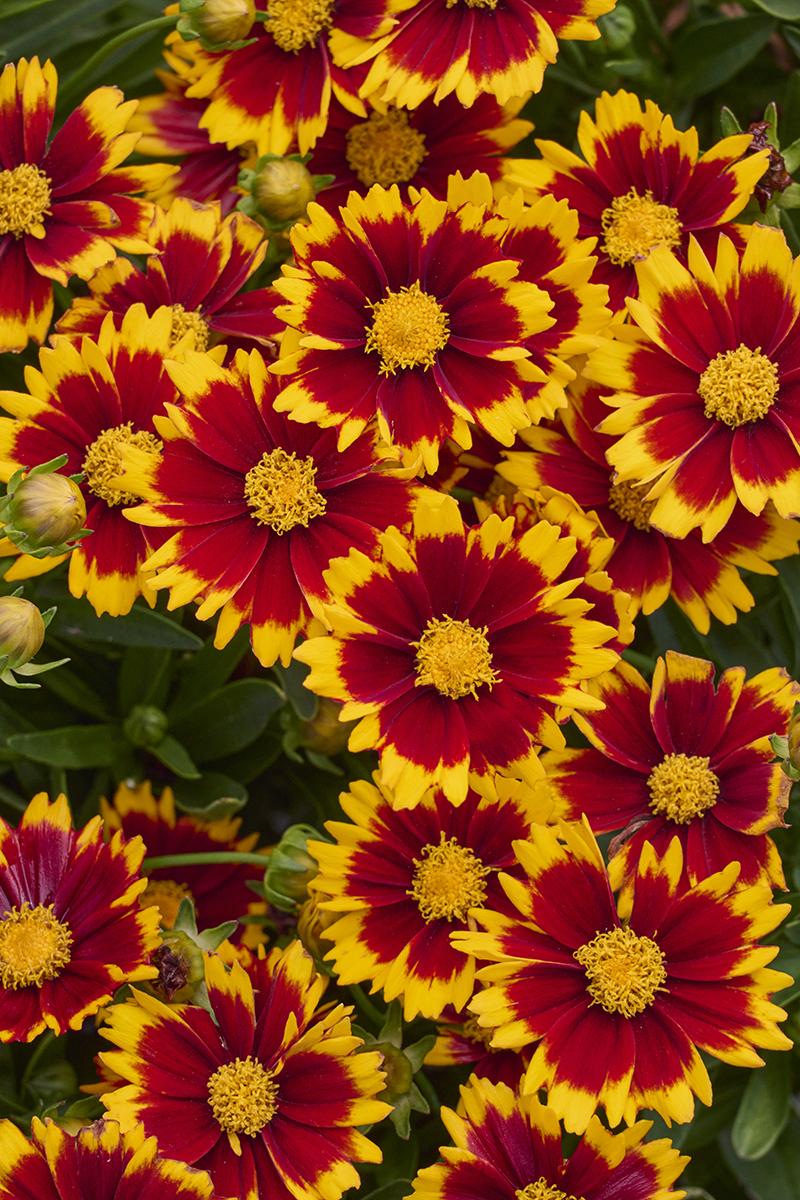UpTick™ Red Coreopsis