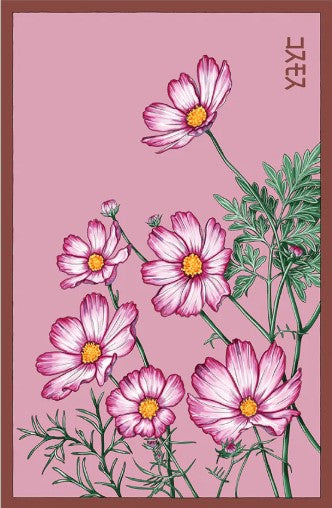 Cosmos Flower Seeds Pkt