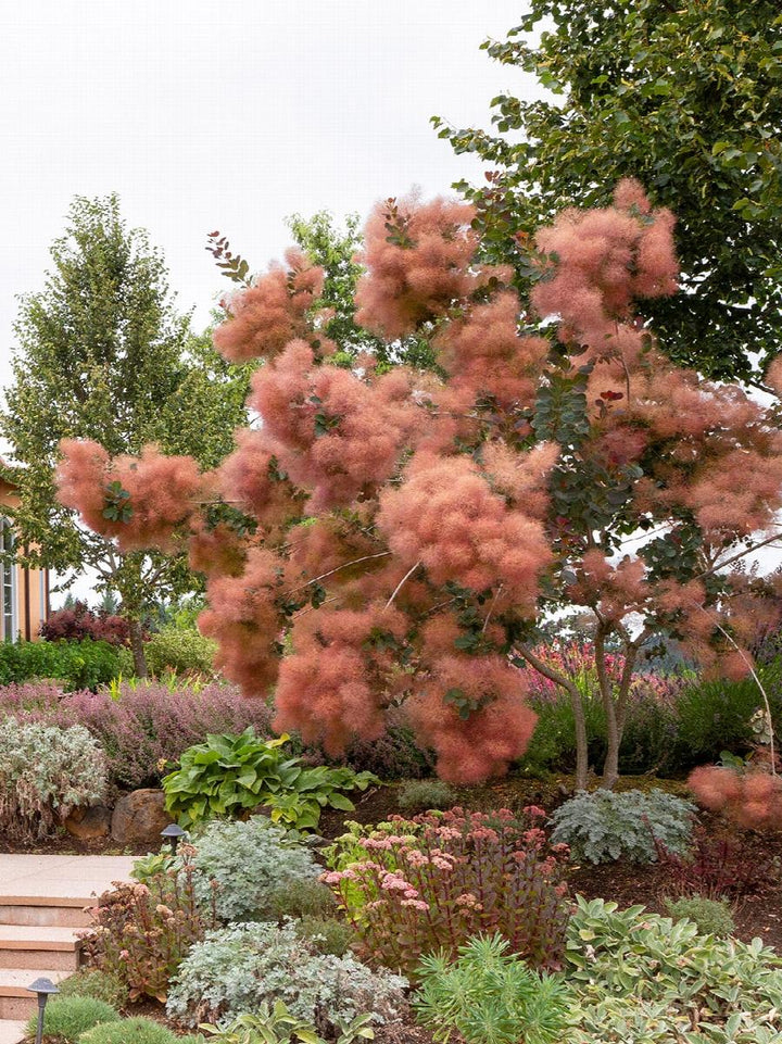 Grace Smoke Tree