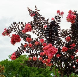 Crapemyrtle Thunderstruck™