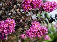 Crapemyrtle Thunderstruck™