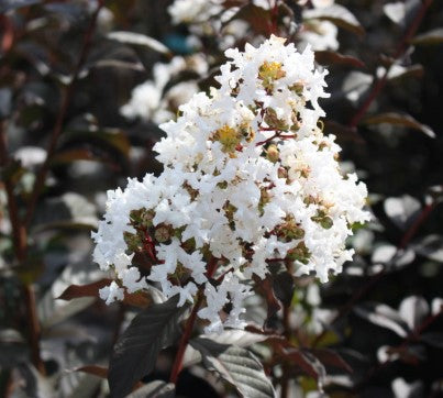 Crapemyrtle Thunderstruck™