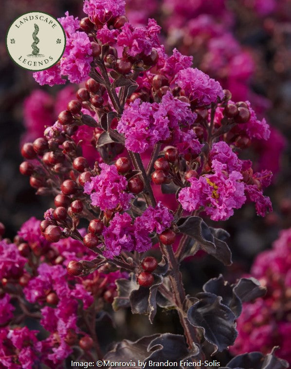Summerlasting™ Crape Myrtle
