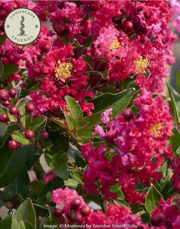 Summerlasting™ Crape Myrtle