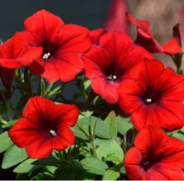 4.5" Fancy Garden Envy - 12 vars