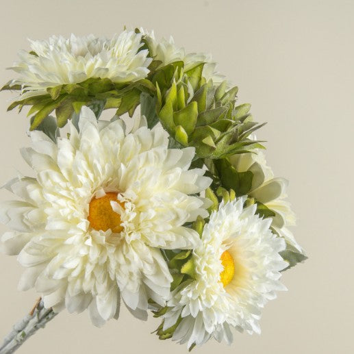 Cream Garden Mum Bundle