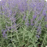 Lacey Blue Russian Sage