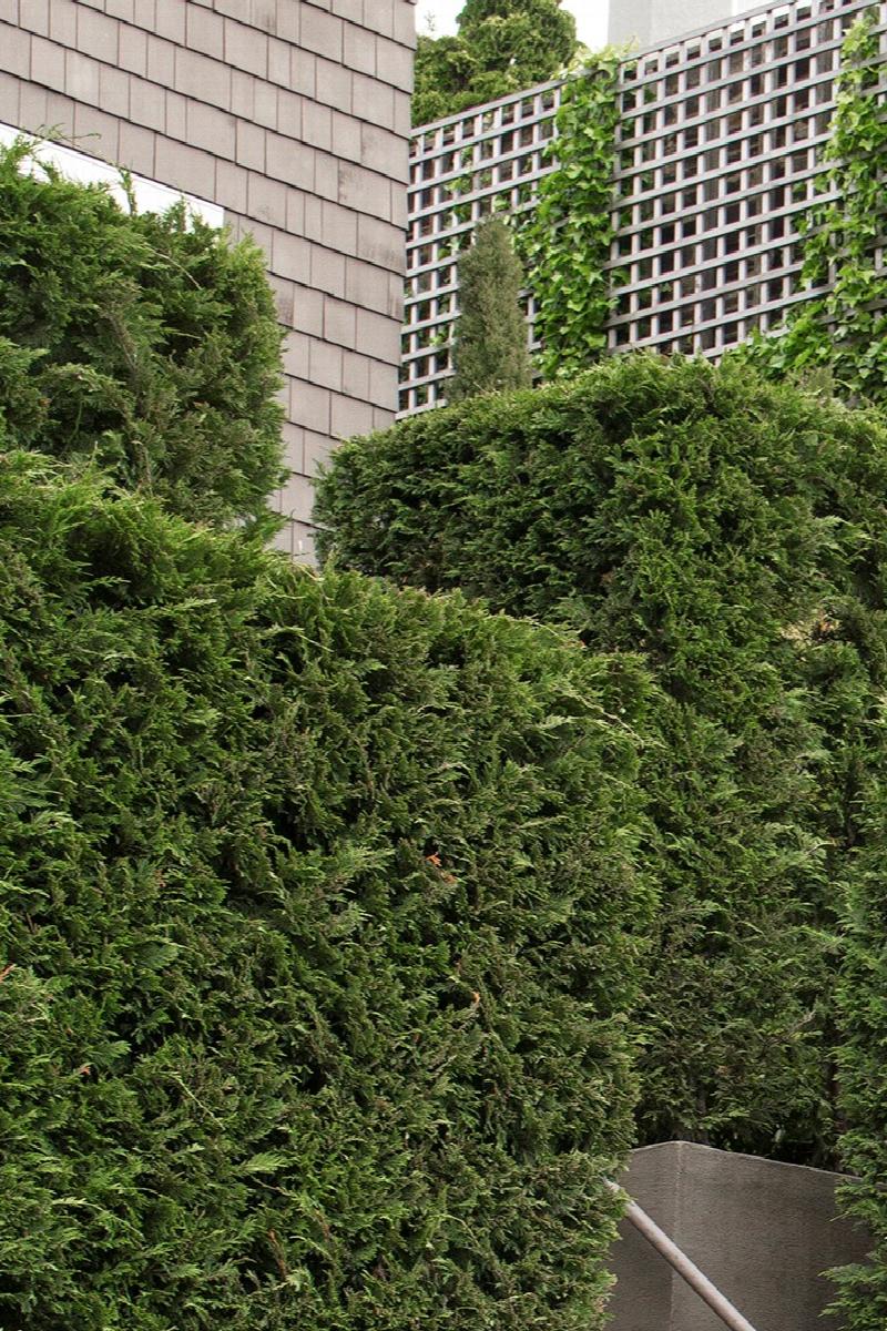 Leyland Cypress