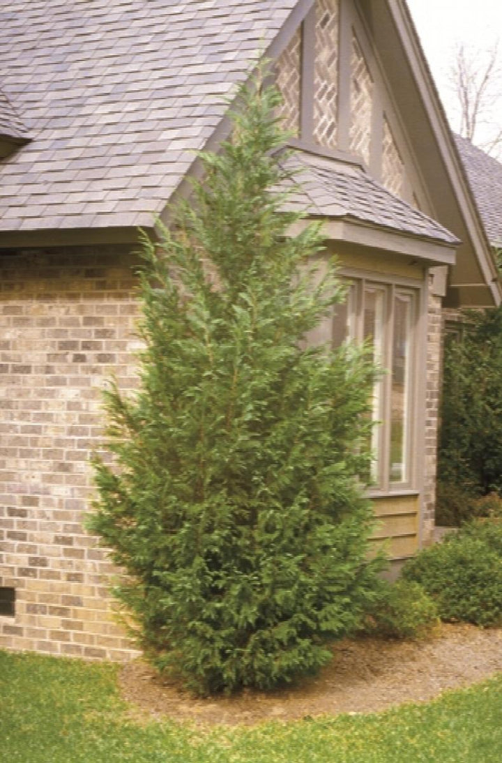 Leyland Cypress