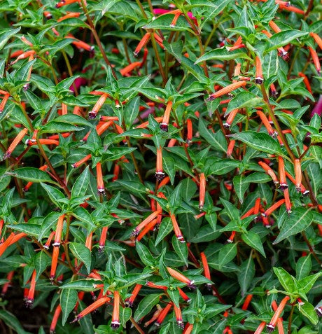 Cuphea Cherrybells