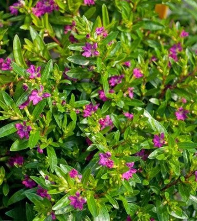 4.5" Fancy Garden Envy - 12 vars
