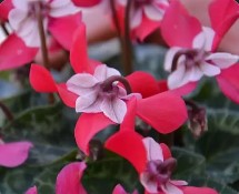 Cyclamen