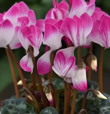 Cyclamen