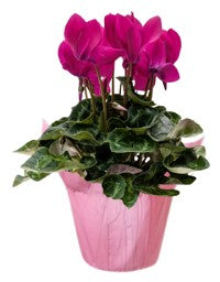 Cyclamen Pink in Pink