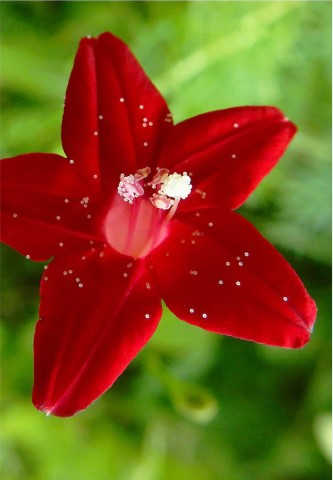 Cypressvine Star Glory Flower Seeds Pkt