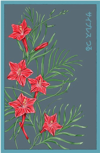 Cypressvine Star Glory Flower Seeds Pkt