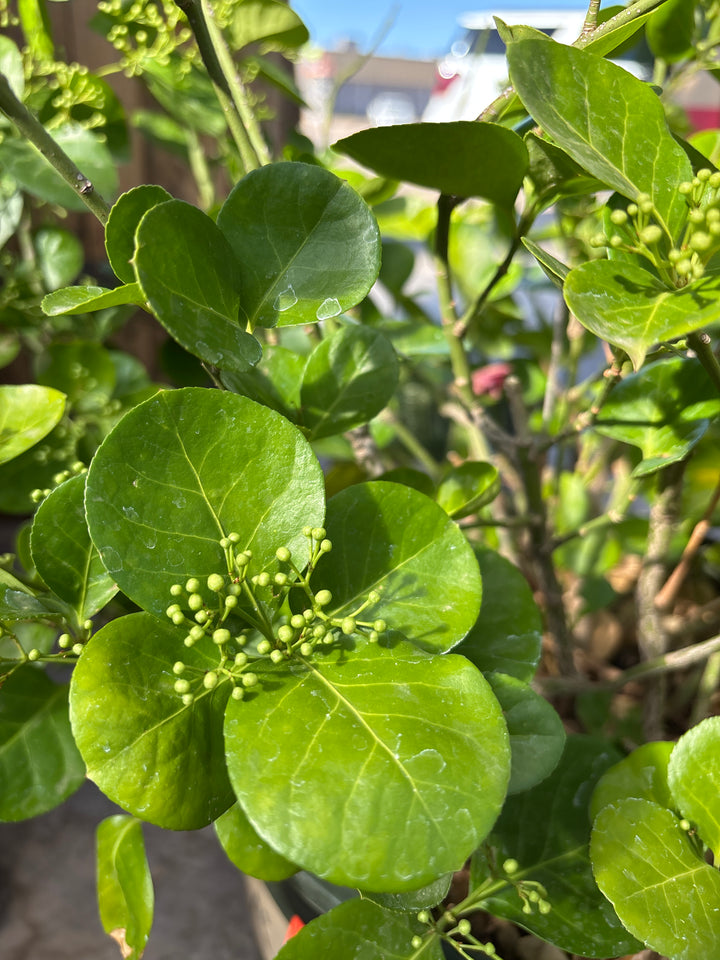 Manhattan Euonymus