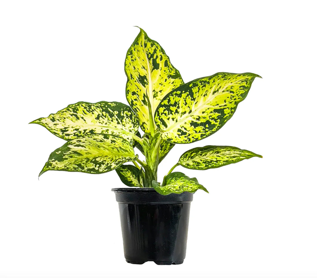 Dieffenbachia Amy