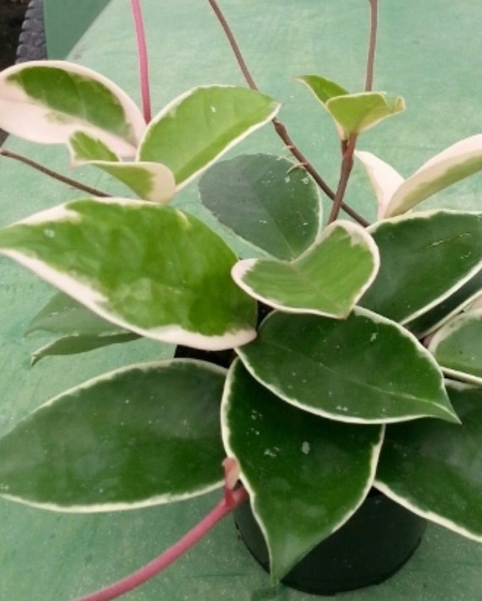 HOYA TRICOLOR