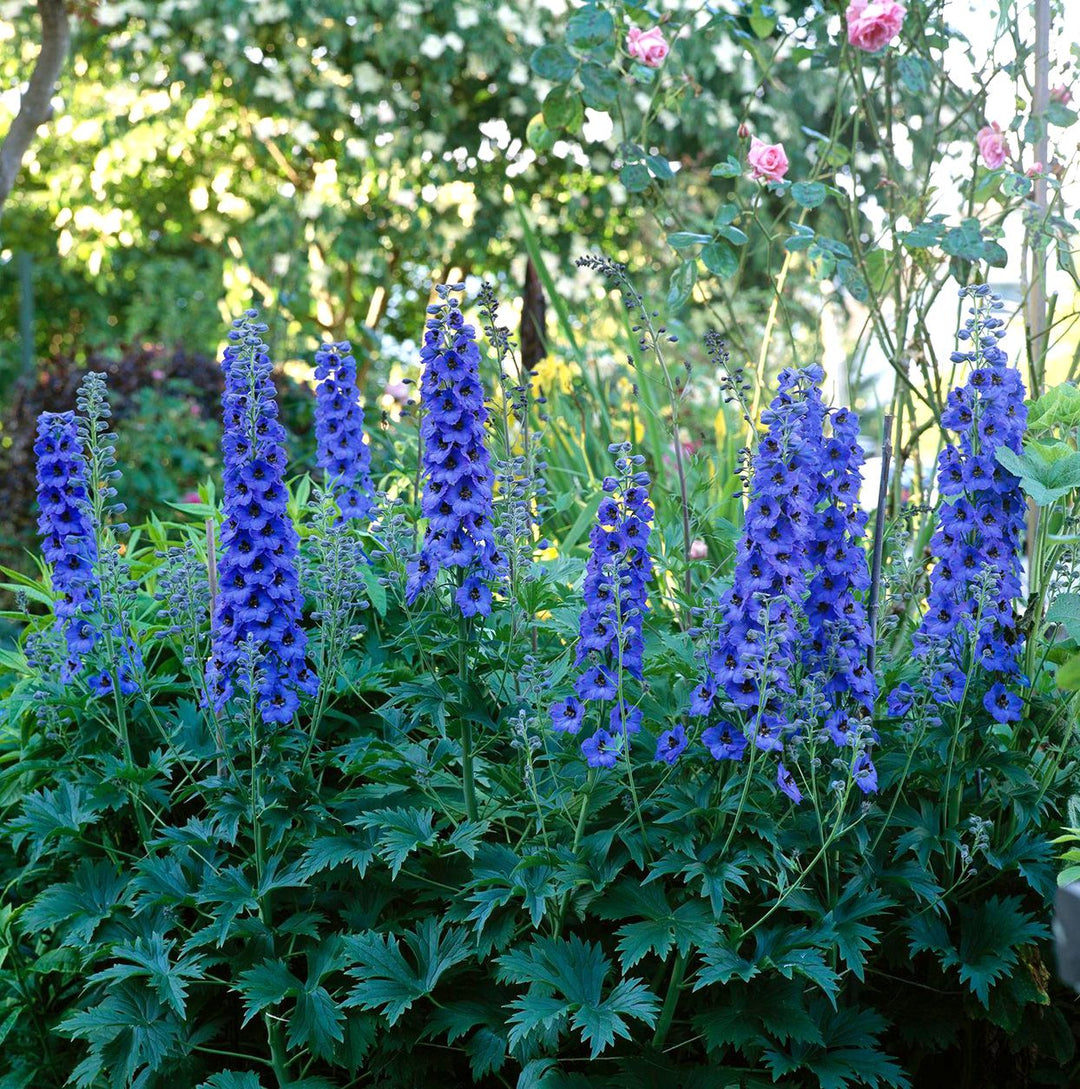 DELPHINIUM