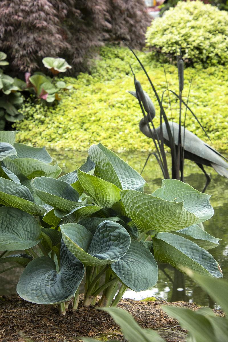 Abiqua Drinking Gourd Hosta - Thumbnail 3