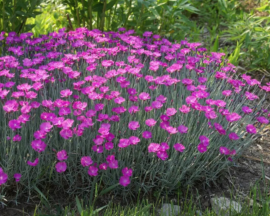 Dianthus 'Firewitch'