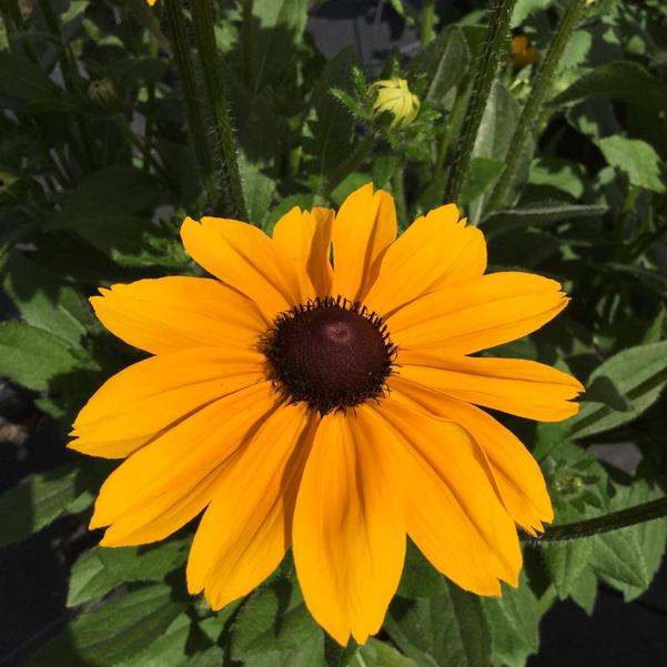 Rudbeckia - Dakota Gold / Rising Sun Chestnut Gold | Little Red Nursery ...