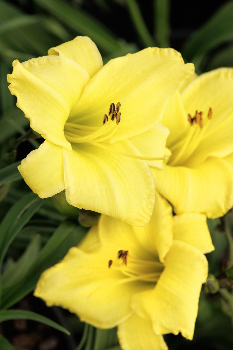 Skye Daylily - Thumbnail 2