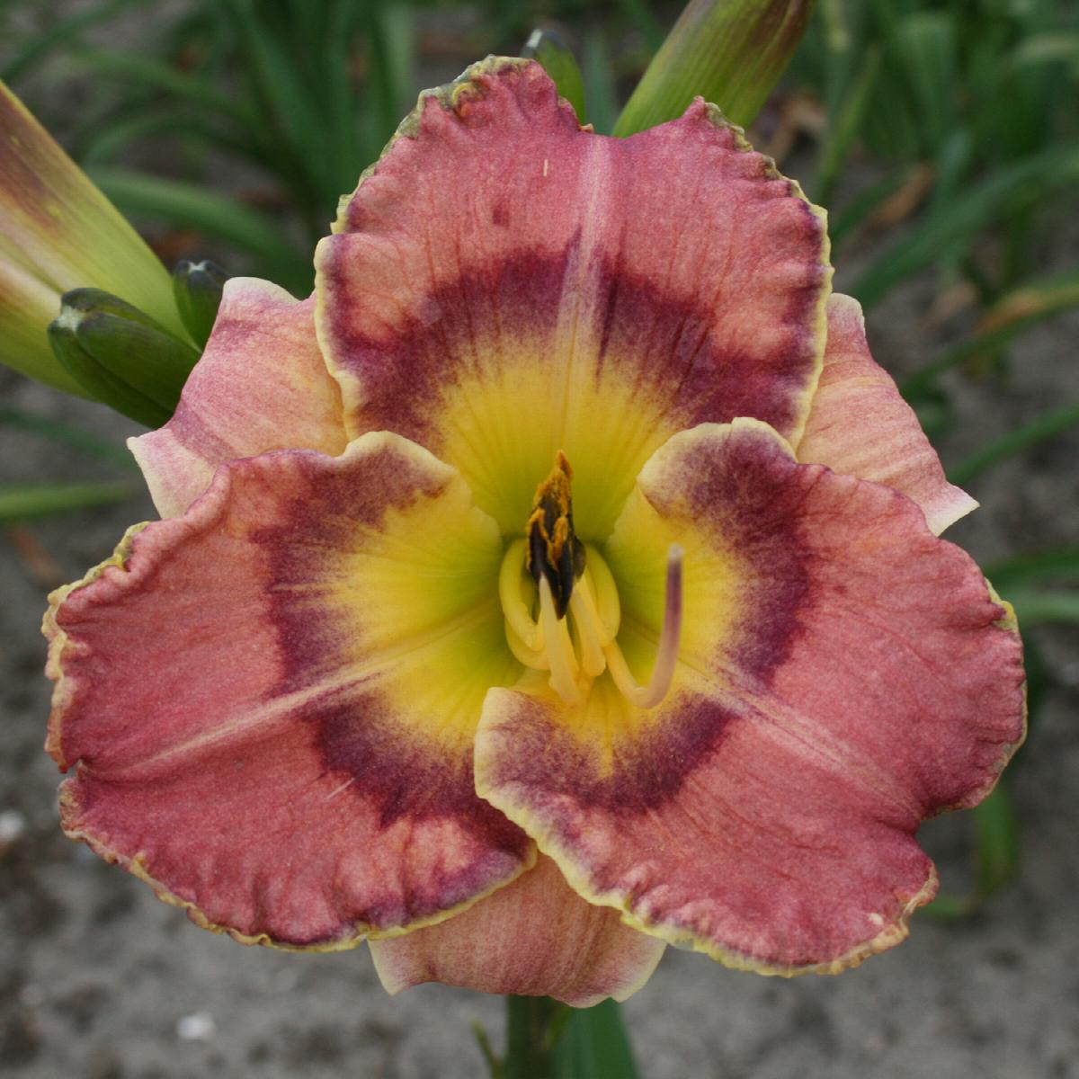 Skye Daylily - Thumbnail 5